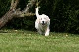 GOLDEN RETRIEVER 957
